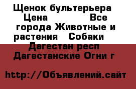 Щенок бультерьера › Цена ­ 35 000 - Все города Животные и растения » Собаки   . Дагестан респ.,Дагестанские Огни г.